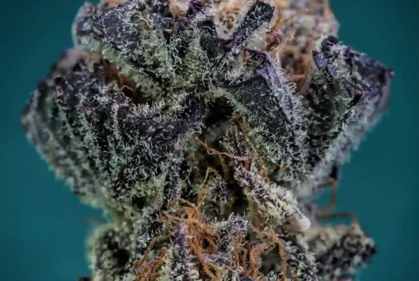 Bruce Banner Strain cannabis flower