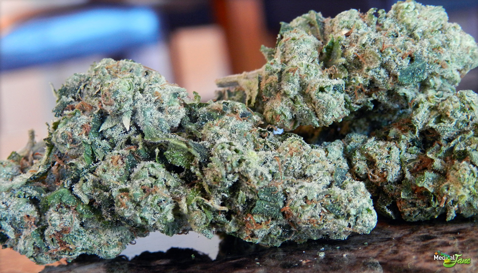 Marijuana Northern Lights Strain Review - Leaf Expert