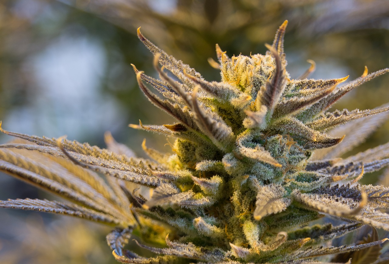 THRIVE Cannabis Marketplace Girl Scout Cookies Strain