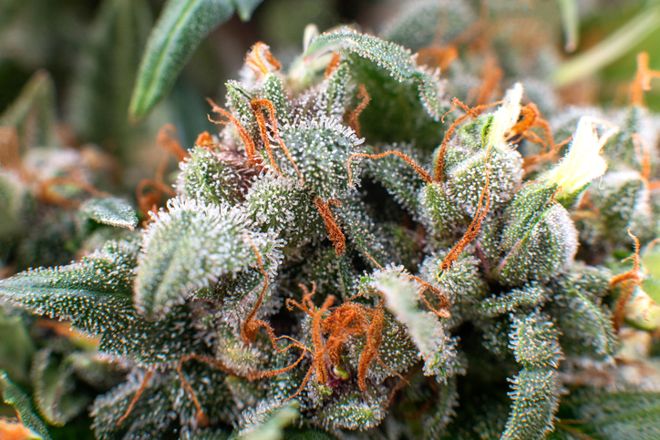 strain spotlight sour diesel