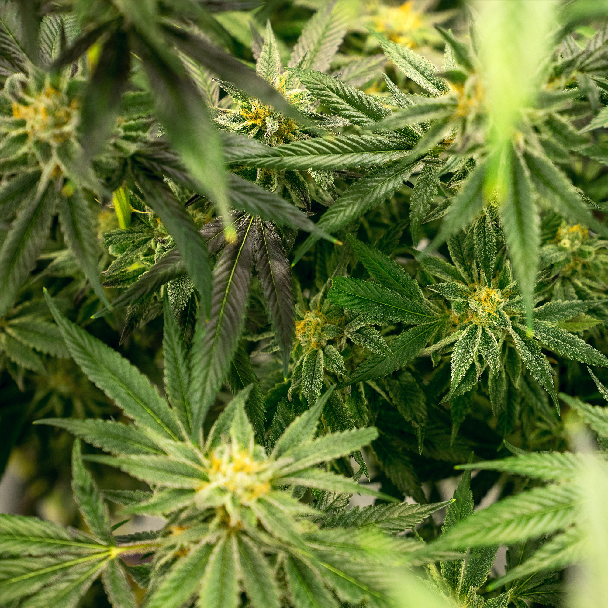 Marijuana Cultivation in Las Vegas, NV | THRIVE Cannabis Marketplace