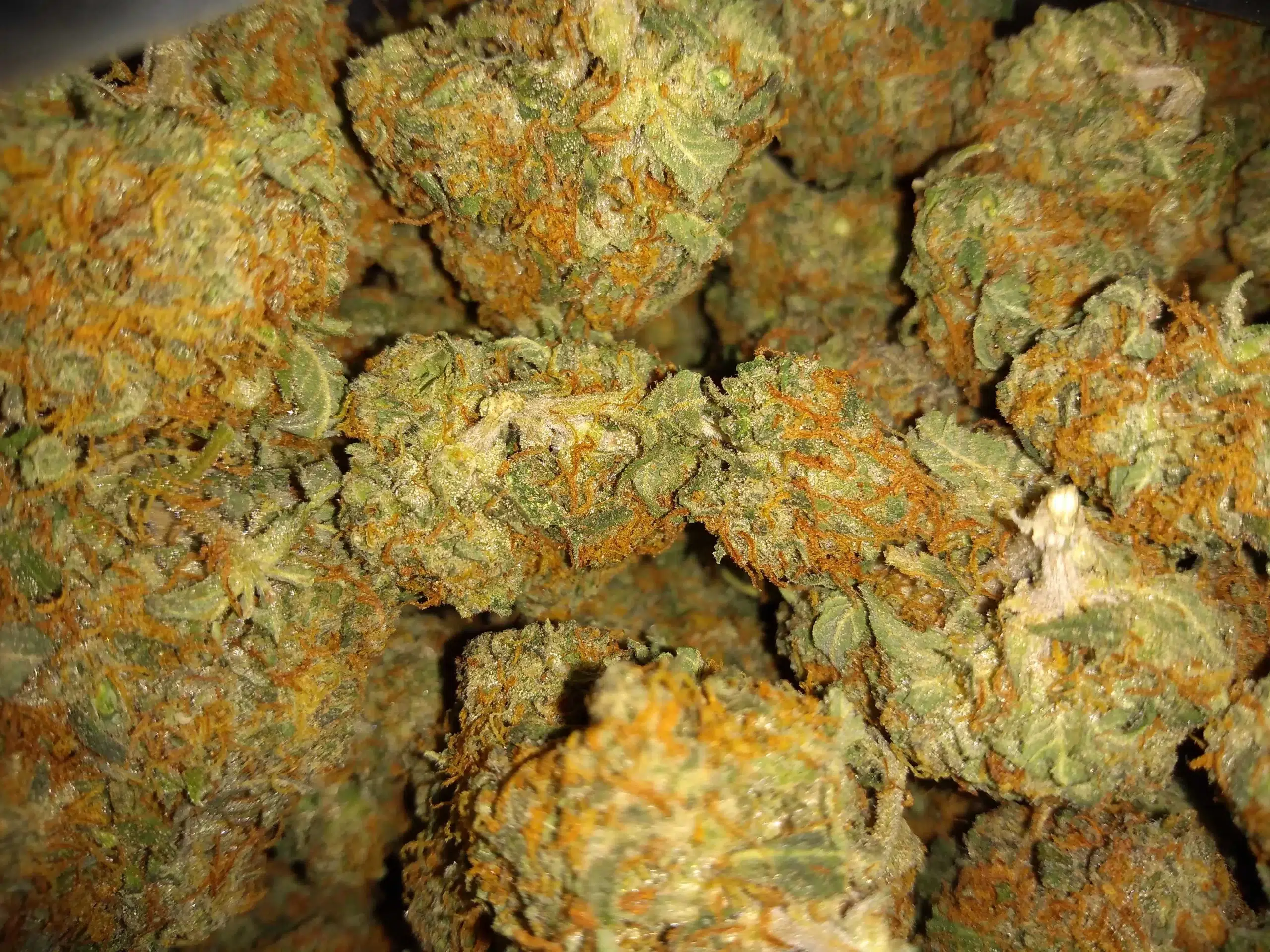 Orange Blossom - Strain Information -  - Strain  Information