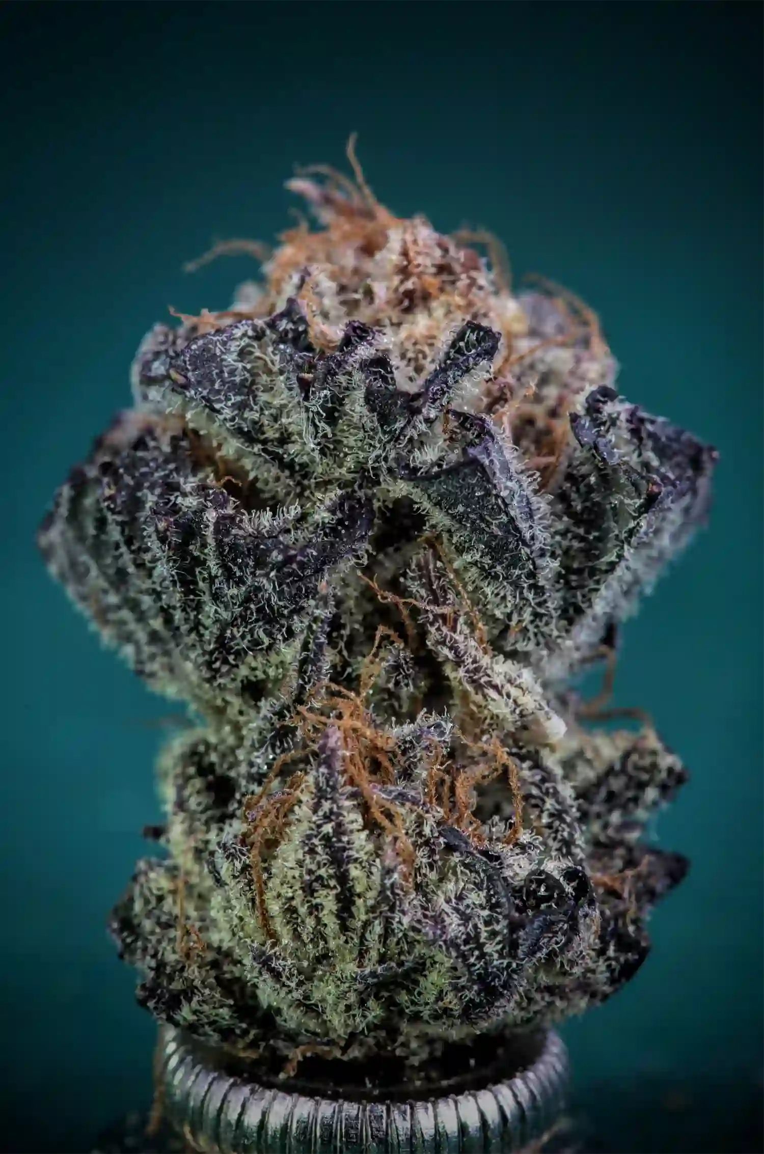 Bruce Banner Strain cannabis flower
