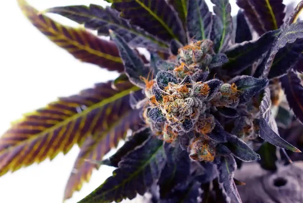 Close up of indica marijuana plant