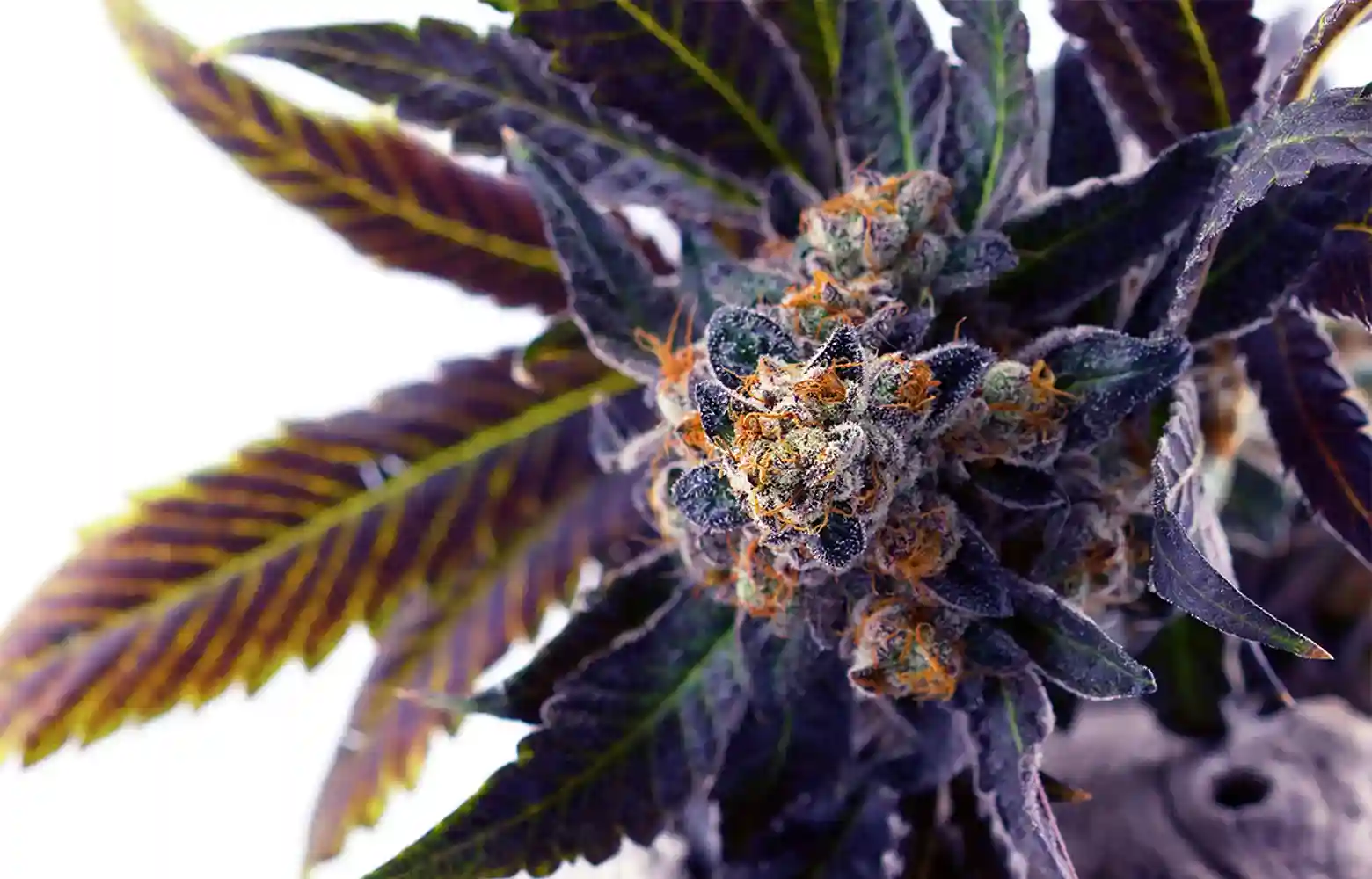 Close up of indica marijuana plant
